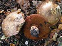 Boletus erythropus © MykoGolfer