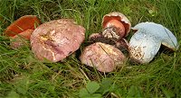 Boletus legaliae  MykoGolfer