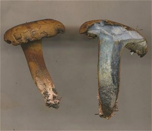 Boletus pulverulentus  MykoGolfer