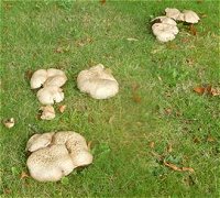Boletus radicans MykoGolfer