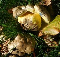 Boletus radicans  MykoGolfer