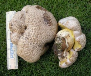 Boletus radicans © MykoGolfer