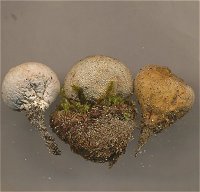 Bovista limosa MykoGolfer