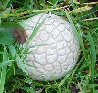 Bovista plumbea MykoGolfer