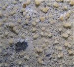 Brevisllicium olivascens MykoGolfer