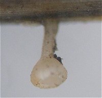 Brunnipila palearum MykoGolfer