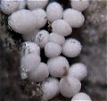 Bulbillomyces farinosus MykoGolfer