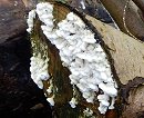 Byssomerulius corium MykoGolfer
