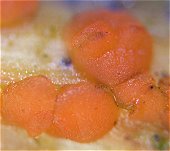 Calloria neglecta MykoGolfer