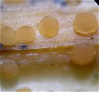 Calloria neglecta MykoGolfer