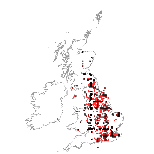 Calocera pallidospathulata distribution in Great Britain and Ireland