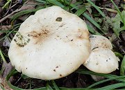 Calocybe gambosa MykoGolfer