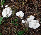 Calocybe gambosa  MykoGolfer