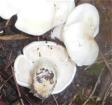 Calocybe gambosa MykoGolfer