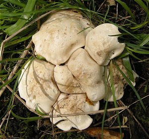 Calocybe gambosa  MykoGolfer