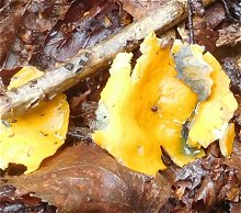Caloscypha fulgens MykoGolfer