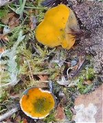 Caloscypha fulgens MykoGolfer