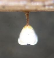 Calyptella capula MykoGolfer