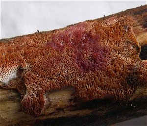 Ceriporia purpurea  MykoGolfer