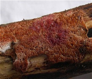 Ceriporia purpurea MykoGolfer