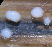 Chaetospermum chaetosporum MykoGolfer