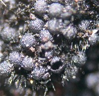 Chaetosphaerella phaeostroma MykoGolfer