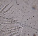Chaetosphaeria pulviscula  MykoGolfer