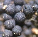 Chaetosphaeria pulviscula MykoGolfer