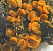 Cheilymenia theleboloides MykoGolfer