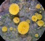 Cheilymenia theleboloides MykoGolfer