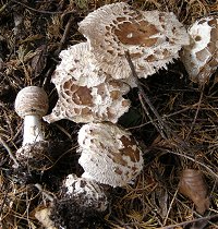 Chlorophyllum brunneum  MykoGolfer