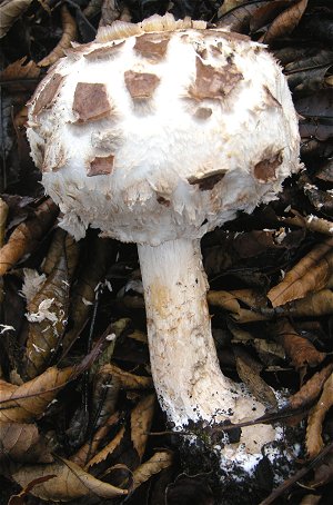 Chlorophyllum brunneum © MykoGolfer