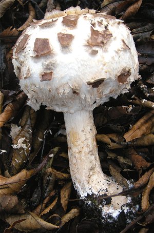 Chlorophyllum brunneum  MykoGolfer