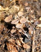 Ciboria batschiana   MykoGolfer