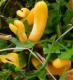 Clavulinopsis luteoalba MykoGolfer