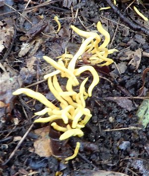 Clavunopsis helvola MykoGolfer