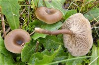 Clitocybe barbularum © MykoGolfer
