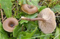 Clitocybe barbularum  MykoGolfer