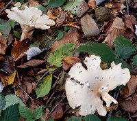 Clitocybe geotropa MykoGolfer