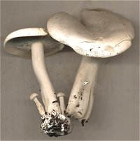 Clitocybe phyllophila MykoGolfer