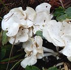 Clitocybe phyllophylla MykoGolfer