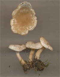 Clitocybe rivulosa © MykoGolfer