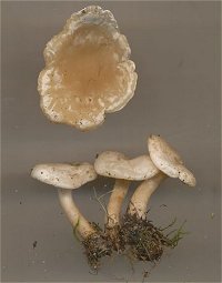 Clitocybe rivulosa  MykoGolfer