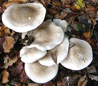 Clitocybe nebularis  MykoGolfer