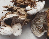 Clitopilus hobsonii MykoGolfer