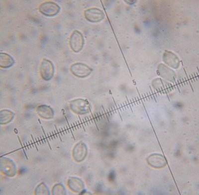 Clitopilus hobsonii spores MykoGolfer