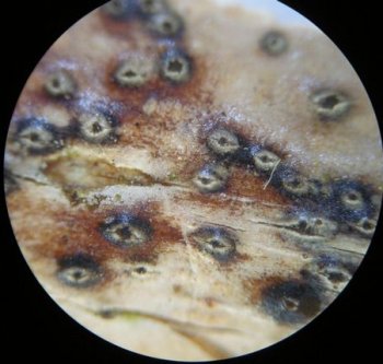 Clypeosphaeria-mamillana MykoGolfer