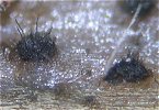 Colletotrichum dematium MykoGolfer