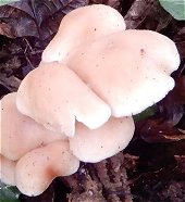 Collybia dryophila MykoGolfer