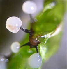 Comatricha nigra MykoGolfer